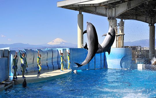 新江ノ島水族館