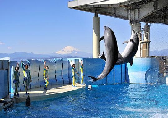 新江ノ島水族館