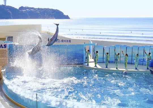 【江の島観光におすすめ★★】人気の新江ノ島水族館チケット付き！見どころ沢山＜えのすい＞を楽しむ♪ 